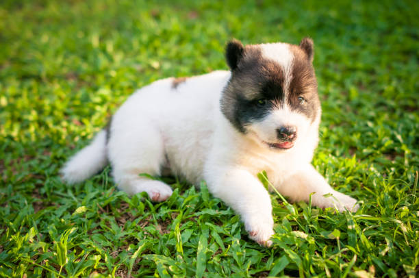 istock little puppy playing together in garden 641755206
