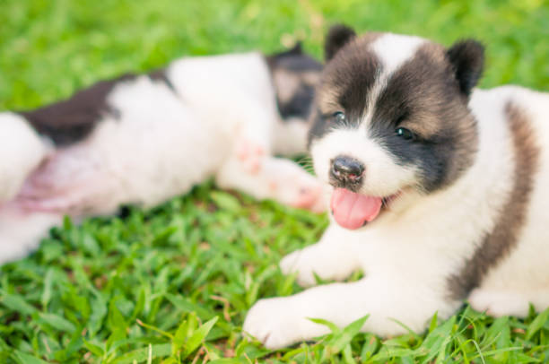 istock little puppy playing together in garden 641755538