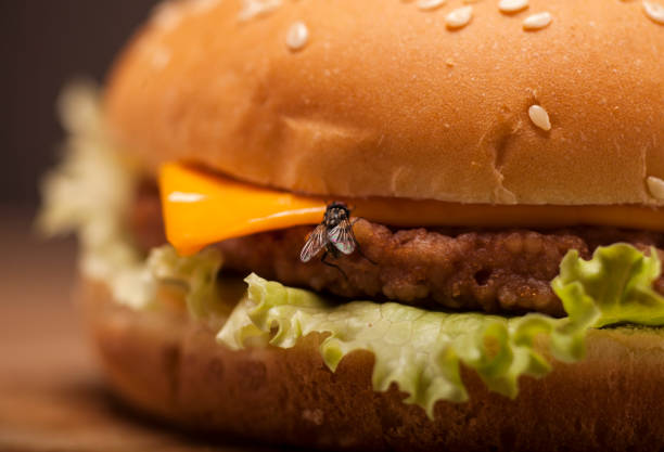 hamburguesa fresca con mosca - mosca insecto fotografías e imágenes de stock