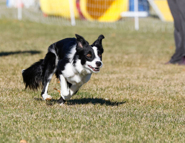 istock Boreer collie in full out run 641757242