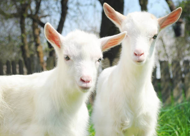 istock Two white young goats standing among green grass 641758586