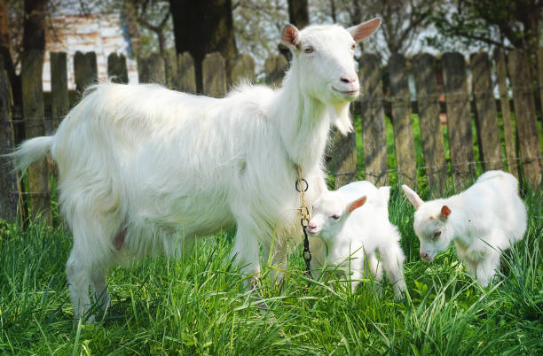 istock Closeup of three white goats standing among green grass 641758596