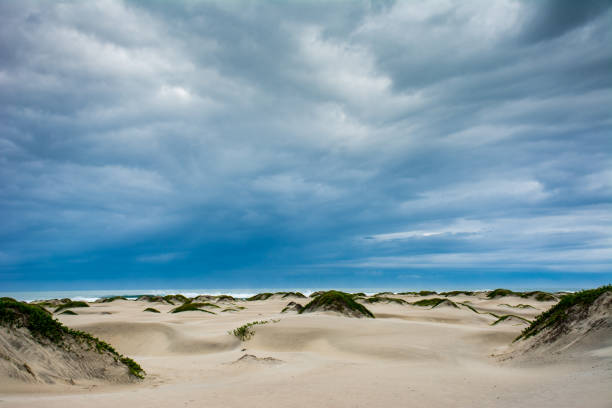 Vegetation on hummocks ashore at Magdalena Bay, Baja California, Mexico.