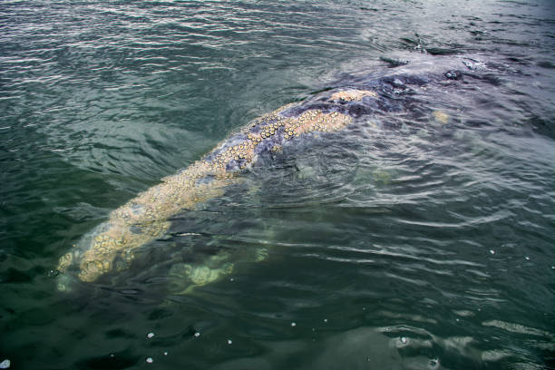istock Female Eastern Gray Whale at Magdalena Bay 641759270