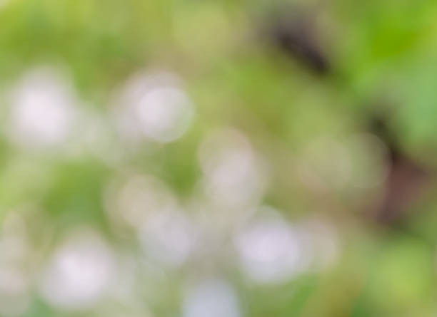 istock Bokeh abstract of defocused green nature lights 641759312