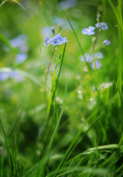 istock Small blue blossoms of speedwell 641759508