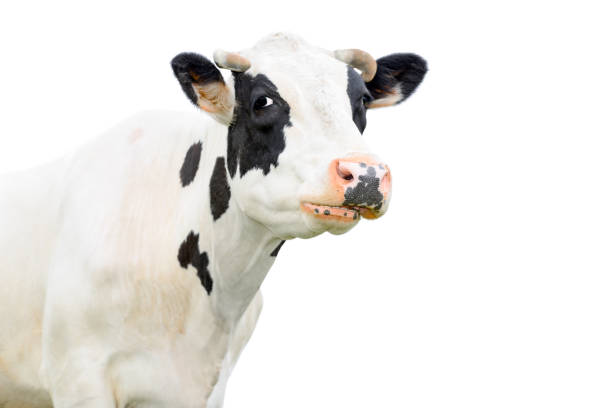 istock Young cow close looking at the camera 641762658