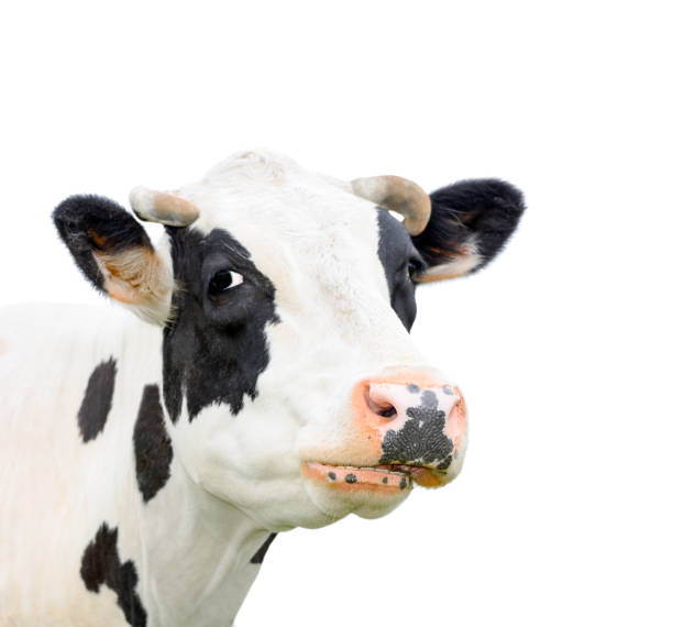 istock Young cow close looking at the camera 641762694