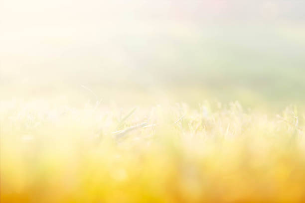 grasses at golden summer sunset background.