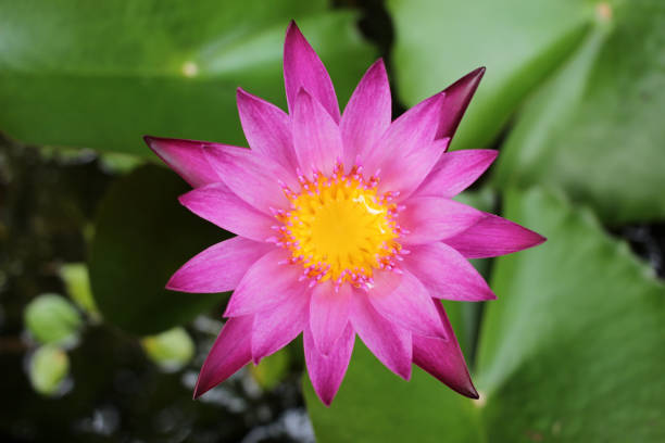 istock Close up of pink lotus 641765080