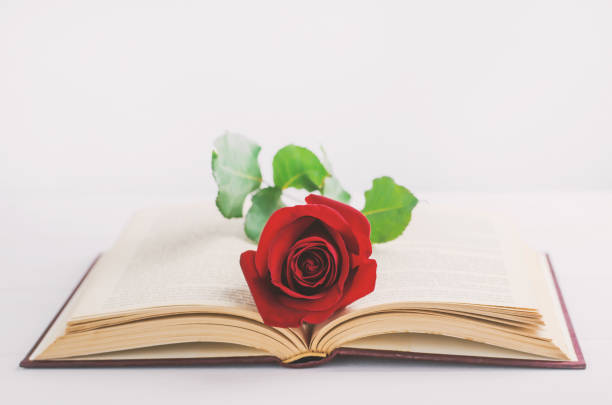 istock Red rose flower at opened old book with vintage tone 641765128