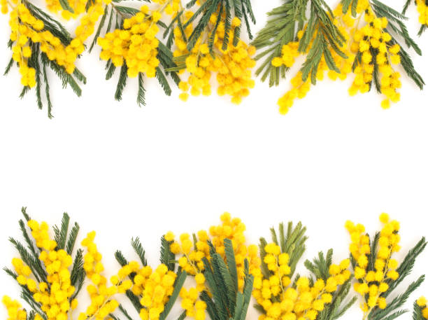 istock Border of mimosa flowers. 641766734