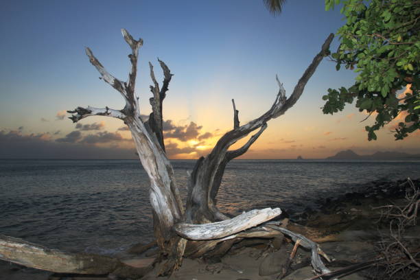 istock Dead tree at the sunset - Martinique - FWI 641767366