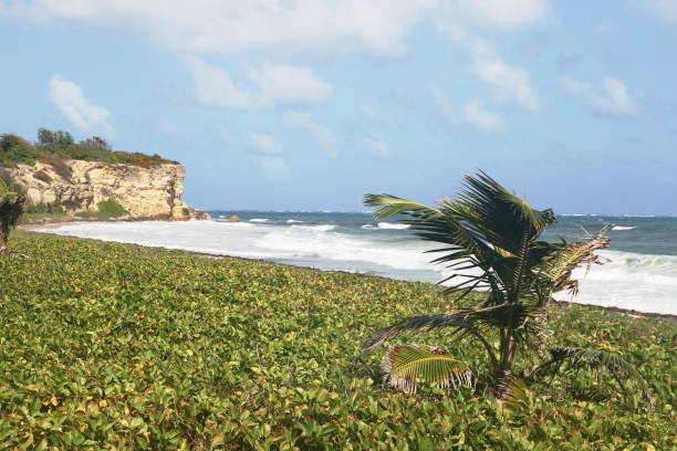 Anse Grand Macabou - Martinique - FWI