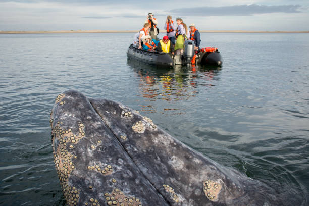 Female Eastern Gray Whale surfaces near zodiac at Magdalena Bay At Sea, Magdalena Bay, Baja California, Mexico- January 27, 2015: Gray whale cow greeting tourists. barnacle stock pictures, royalty-free photos & images