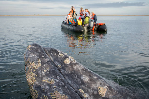 superfícies de baleia-cinzenta oriental feminino perto do zodíaco na baía magdalena - barnacle - fotografias e filmes do acervo