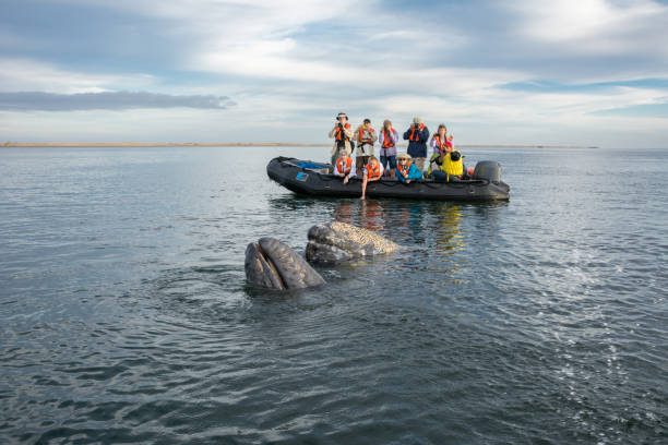 Female Gray Whale and her calf at Magdalena Bay At Sea, Magdalena Bay, Baja California, Mexico- January 27, 2015: Gray whale cow and her calf greeting tourists. gray whale stock pictures, royalty-free photos & images