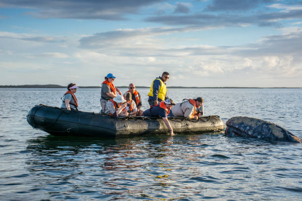 Female Eastern Gray Whale surfaces near zodiac at Magdalena Bay At Sea, Magdalena Bay, Baja California, Mexico- January 26, 2015: Tourists in an inflatable  boat photographing and attempting to touch a Gray whale cow surfacing at Magdalena Bay. gray whale stock pictures, royalty-free photos & images