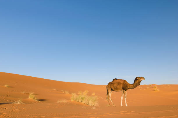 istock Dromedary in the desert Erg Chebbi, Morocco 641770876