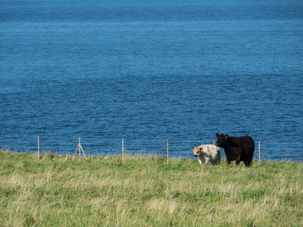 istock helgoland in the north sea 641771006