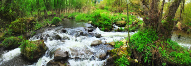 immagine panoramica di un fiume di montagna - waterfall woods green river foto e immagini stock