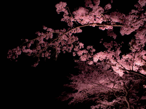 istock The Season Of Cherry blossoms 641772972