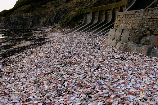 French Sea Shell Clusters on the Normandy shore in Port en Bissin