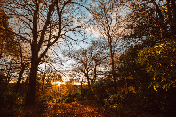 Bare trees in a forested area of Pollock Park in Glasgow at sunset during winter.