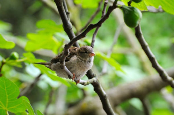 istock Grey sparrow on a tree branch. Focus on the bird. Shallow depth of field. 641774026