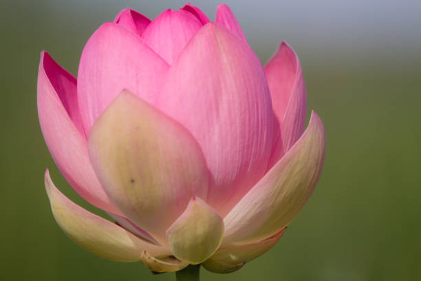 istock Pink lotos 641774574