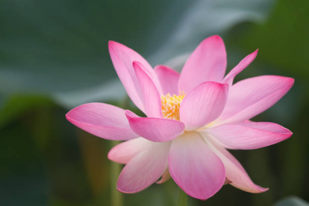 istock Pink lotos 641774732