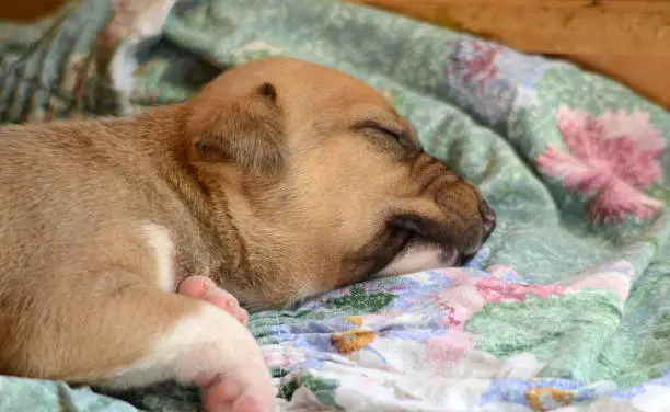 image of a cute sleeping puppy .animal theme