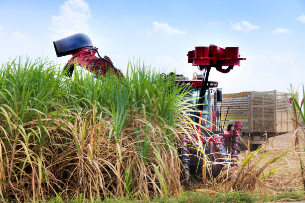 harvester machine à la canne à sucre - cut sugar cane photos et images de collection