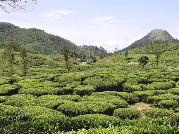 istock Tea Gardens at Ooty, India 641781160