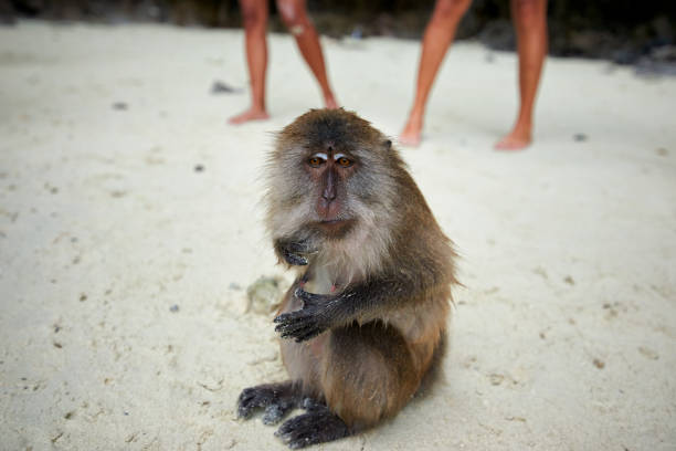 Monkey waiting for food in Monkey Beach and tourists in the background, Phi Phi Islands, Thailand