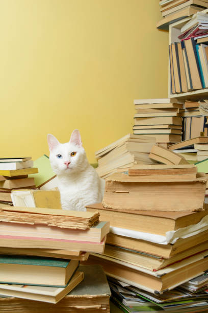 istock White cat standing among a pile of books. Selective focus. 641787036