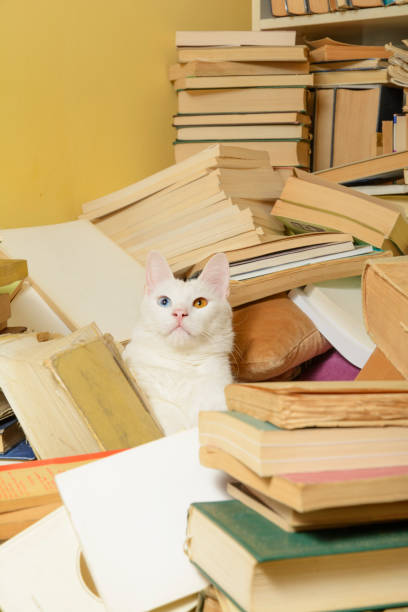 istock White cat among a bunch of books. Selective focus. 641787038