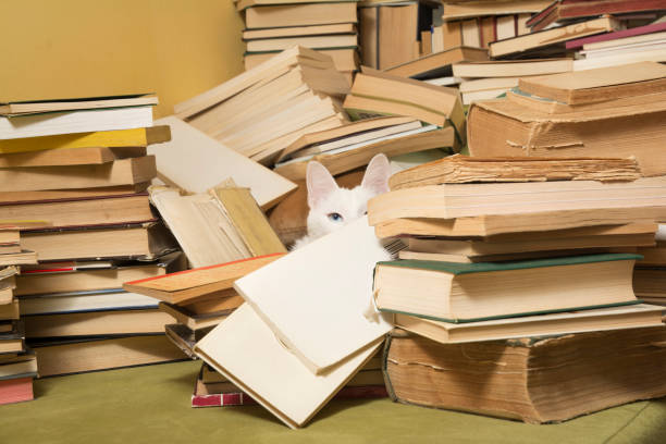 istock White cat among a pile of books, peeking. Selective focus. 641787160