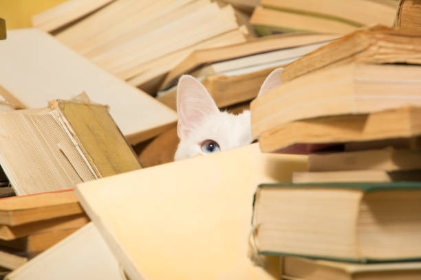 White cat peeking behind a pile of books. Selective focus.
