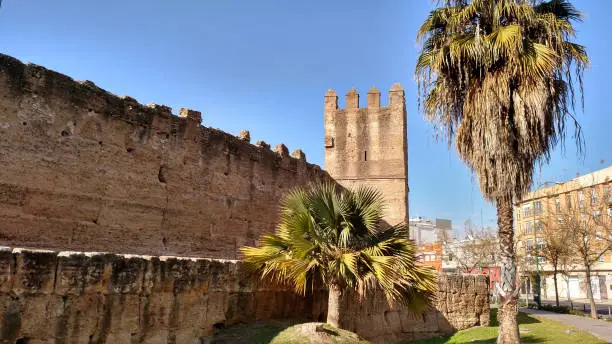 Palm tree and ancient battlements of the Muralla de Macarena or Macarena Wall along Calle Roselana in the city of Seville Spain