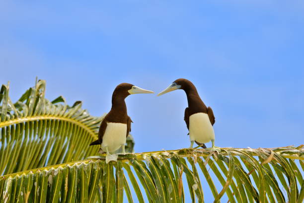 Brown booby, Sula leucogaster, exotic birds on a coconut tree, French Polynesia