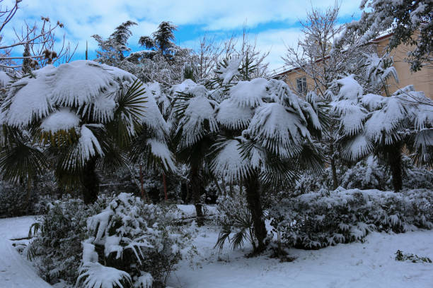istock Snowfall in the park. Palm trees under snow in unusually cold weather 641789578