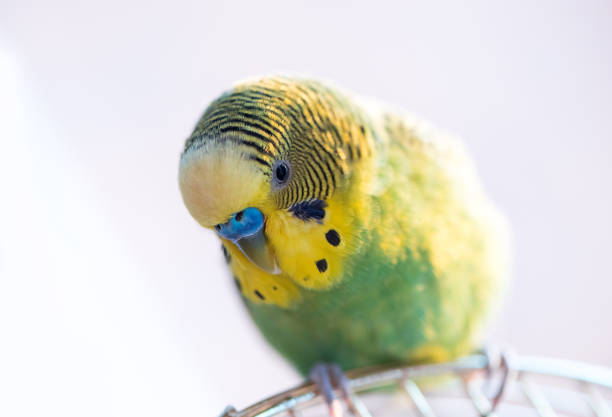 istock Green budgerigar parrot close up sits on cage 641789746