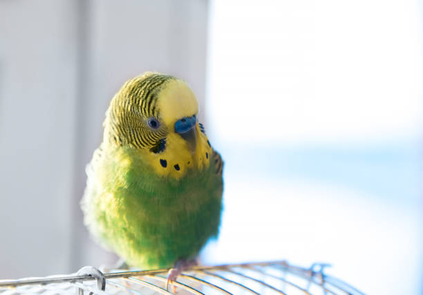 istock Green budgerigar parrot close up portrait on blurred background 641790068