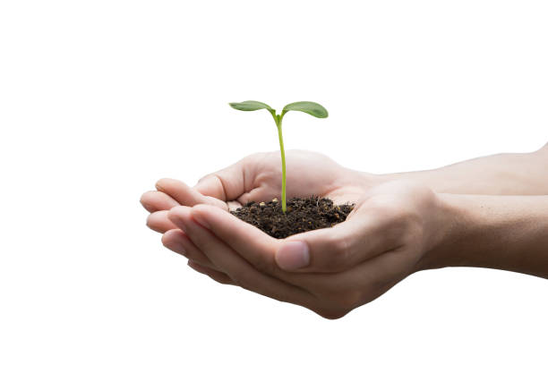 istock Hands holding green sapling lsolated on whiet background 641790472