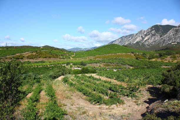 istock Vine in Pyrenees orientales, France 641791012