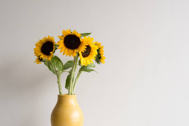 istock Sunflowers in vase (cropped) 641791316