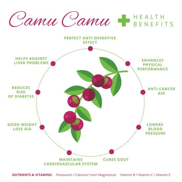 camu camu beere nutzen für gesundheit und ernährung-infografiken. supe - organic dried fruit berry fruit dried food stock-grafiken, -clipart, -cartoons und -symbole