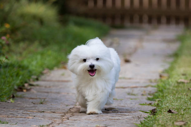 Dog Runnung A white maltese dog running on a pathway with grass on the sides maltese dog stock pictures, royalty-free photos & images