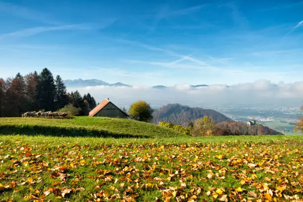 View from the hills above Emser Reuthe to the cloudy Rhine valley in Vorarlberg, Austria. A landscape with a meadow full of leaves in the foreground, a barn with sheep and forest in the middle and the Swiss mountains in the background.